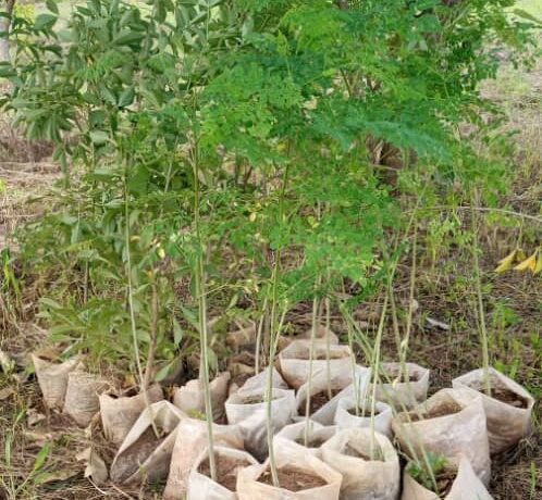 L&rsquo;APRN et la SONABEL Plantent Plus de 770 Arbres à Koudougou